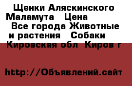 Щенки Аляскинского Маламута › Цена ­ 10 000 - Все города Животные и растения » Собаки   . Кировская обл.,Киров г.